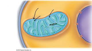 Muscle Metabolism 2 Aerobic and Anaerobic respiration [upl. by Gage]