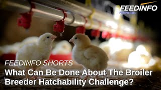 What Can be Done About the Broiler Breeder Hatchability Challenge  Feedinfo Shorts [upl. by Nihhi]