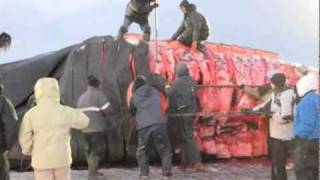 Our Alaska Bowhead whale hunt [upl. by Amaryl]