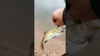 first tiktok at reservoir fishing for smallies fishing bassfishing catskillmountains [upl. by Eramat]