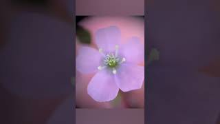 Tall sundew  Drosera auriculata [upl. by Addie727]