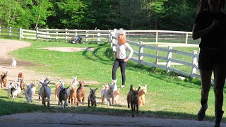 Running of the Goats 2015 Sunflower Farm [upl. by Beesley]