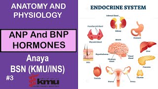 What Is ANP Atrial Natriuretic Peptide And BNP B Type Natriuretic Peptide In 3 Minutes [upl. by Chor]