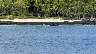 Carnival Miracle Hawaii today we are in Kona Also Captain Zodiac adventurer [upl. by Derte872]