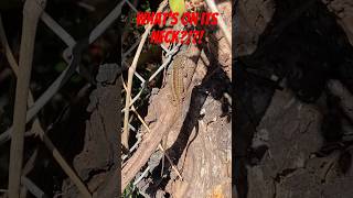 Can you name it Watch until the end lizard greenanole anole reptile dewlap reptiles [upl. by Clemmy]