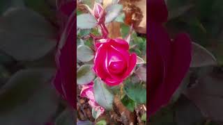 Roses in November flowers nature beautiful [upl. by Netneuq]