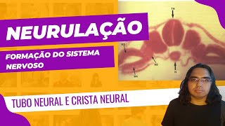 NEURULAÇÃO  Embriologia do Sistema nervoso [upl. by Ekaj723]