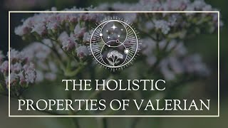 The Holistic Properties of Valerian [upl. by Purdum494]