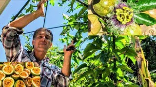 Passion Fruit Vine Frederick  Old vs New Trellis Systems  Nutritional Value  Propagation [upl. by Jeralee761]