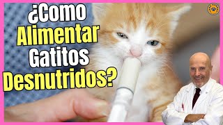 🔴 ¿CÓMO ALIMENTAR A UN GATO BEBÉ DESNUTRIDO LECHE PARA ENGORDAR GATOS 🔴 [upl. by Sylvester]