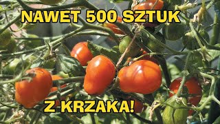 Nawet 500 sztuk  Pomidor Koktajlowy Czerwony Megagroniasty  Uprawa Na Balkonie W DonicySezon 2024 [upl. by Assile]