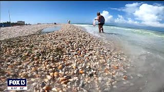 Lido Beach covered with rare shells [upl. by Arihppas900]