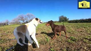 Vídeo Hotel para Cães Caniroa do Jovem Cão Cruzado de Gado Transmontano [upl. by Eelrebma]