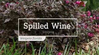 30 Seconds with Spilled Wine® Weigela [upl. by Aneehsat772]