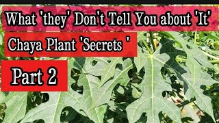 What You Should Know about Chaya Plant Tree Spinach Cnidoscolus aconitifolius Part 2 [upl. by Caesaria]