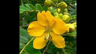 Senna Cascara  Constipation Laxative Diarrhea Diarrhoea Colon [upl. by Teteak]