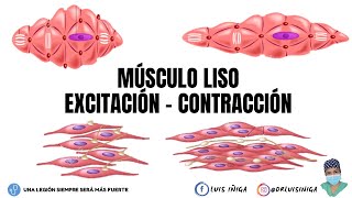 Fisiología Músculo Liso  Generalidades y Mecanismo de ExcitaciónContracción  Parte 1 [upl. by Haramat]