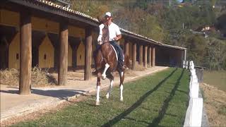 Imperio cavalo mangalarga quotmaquina quentequot Hipica Rancho Novo [upl. by Rufus]