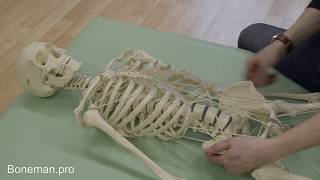 Chest mobility and whole body connection in the supine position on the skeleton model  BONEMANpro [upl. by Eiruam]