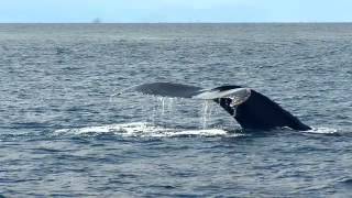 Ruta de Ballenas Documental [upl. by Fanchette]