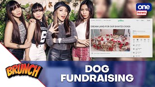 4th Impact bashed over fundraising for 200 dogs [upl. by Pegeen]