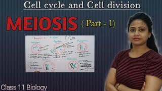 Meiosis  Part 1  Prophase 1  Cell cycle and Cell division  Class 11 biology  NEET AIIMS [upl. by Yob]