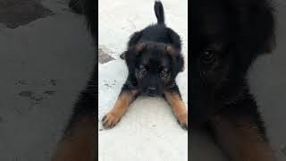 Gsd puppy barking and playing germanshepherd cuteanimal puppy cutepet pets germanshepherd [upl. by Ile]