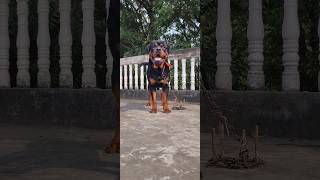 Pitbull vs Rottweiler dog💥👑 shorts trendingpets pitbull rottweiler [upl. by Aiouqahs]