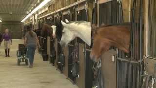 Grass Stables  1st Class Boarding Facility in Newmarket Happiness All Year Long [upl. by Aubarta872]