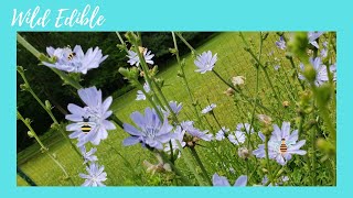 My Chicory Plants with Lots of Flowers amp Bumble Bees [upl. by Erastus578]