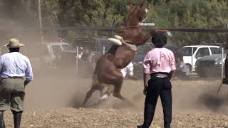 Jineteada 2019 quotLos de Fierroquot El Perdido Coronel Dorrego [upl. by Iralav]