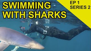 Swimming with Sharks in Wales Chasing Scales Species Hunt EPISODE 21 [upl. by Reinar]