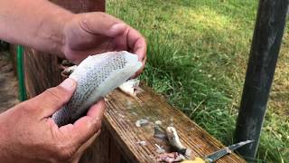 Crappie  The REAL Way To Clean And Cook [upl. by Pavlov225]