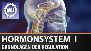 Trailer  Hormonsystem I  Grundlagen der Regulation  Biologie  Schulfilm [upl. by Sapphire]