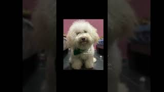 Y de remate todo despeinado animals pets viralvideo shorts [upl. by Jobyna]