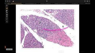 parathyroid gland histology [upl. by Singleton]