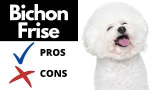 Bichon Frise Pros And Cons SHOCKING [upl. by Euseibbob962]