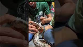 quantos dentes tem uma cobra viralvideo animals comedyvideos titanic facts [upl. by Malony]