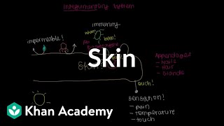 Meet the skin Overview  Integumentary system physiology  NCLEXRN  Khan Academy [upl. by Rifkin]