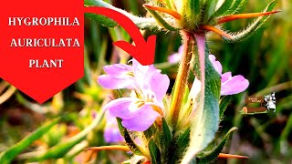 Rare Hygrophila auriculata Plant Nature Speakz [upl. by Eillom]