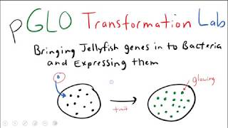 pGLO Bacterial Transformation Lab [upl. by Brunn]