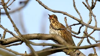 Song Thrush singing [upl. by Attezi]