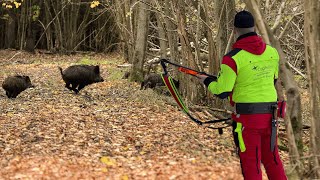 Die BESTE Drückjagd des Jahres 45 Sauen in zwei Tagen DJI Mavic 3T [upl. by Ayidan]