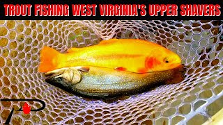 Trout Fishing West Virginias Upper Shavers Fork [upl. by Eddina]