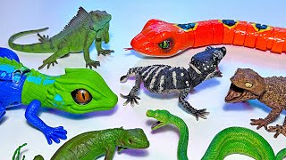 Reptiles  Lizard Iguana Chameleon Bearded Dragon Crocodile Alligator Turtle Tortoise Caiman [upl. by Pry]