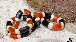 Arizona Coral Snake [upl. by Finah695]