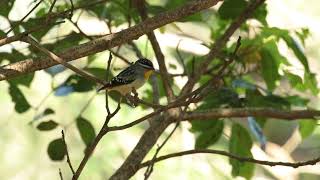 ホウセキドリ（Spotted Pardalote）が囁くように鳴く♬ [upl. by Natsyrk986]