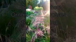 Ornamental Grass Season Fall Landscaping [upl. by Neau]