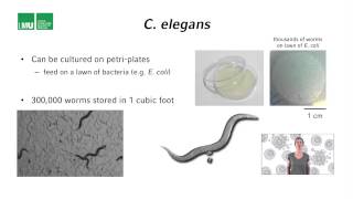 2 1 Lecture 1 Introduction to C elegans 17 04 [upl. by Elem]