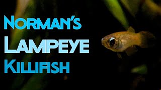 All About Normans Lampeye Killifish Easily Overlooked but Worth It [upl. by Evelc458]